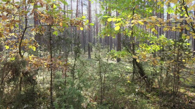 View of the forest in fall collors on a sunny day