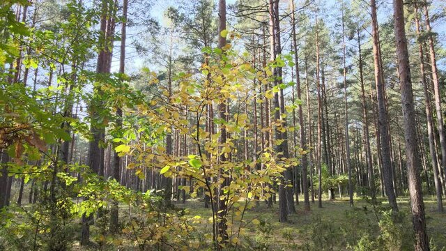 View of the forest in fall collors on a sunny day