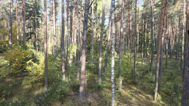 View of the forest in fall collors on a sunny day