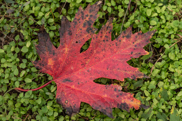 red maple leaf
