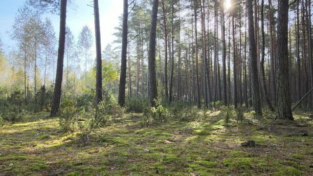 View of the forest in fall collors on a sunny day