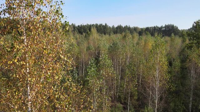 View of the forest in fall collors on a sunny day