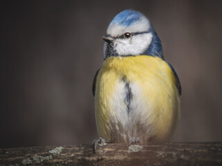 Blaumeise im Abendlicht