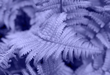 Top view of the young fern colored in trendy color 2022. Beautiful botany background with copy space.