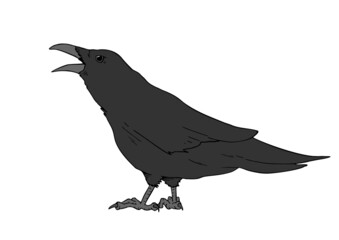Crow illustration design