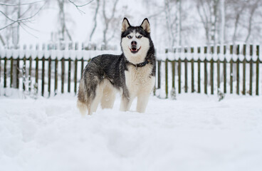 siberian husky