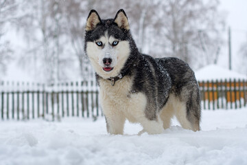 siberian husky
