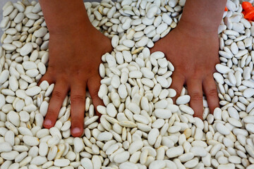 The development of fine motor skills in children. Boy's hands in white dried beans