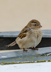 sparrow on the beach