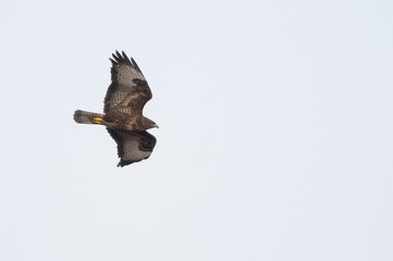 buzzard