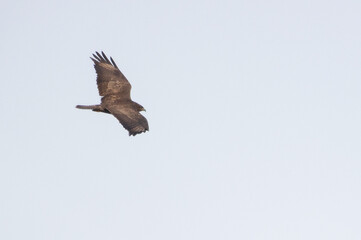 buzzard