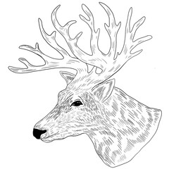 Deer head.True deer vintage retro logo 