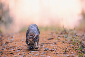Cute little Border terrier puppy. Little dog in the forest