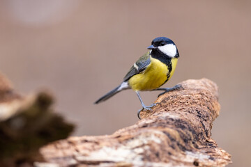 The Blue tit (Parus Major) sitting on branch. wildlife