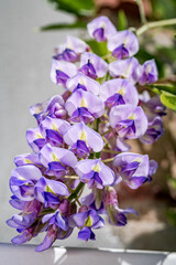 Kentucky Wisteria 'Blue Moon' (Wisteria macrostachya) in park