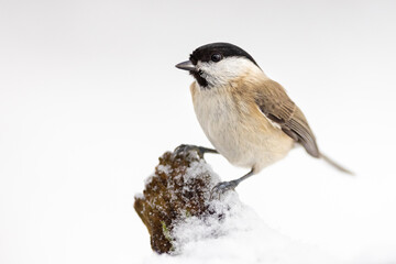 The marsh tit (Poecile palustris) sitting sitting on a snowy branch. Winter time. Wildlife.