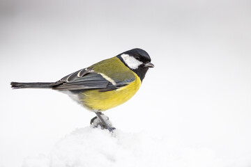 Naklejka premium The Blue tit (Parus Major) sitting on branch. wildlife