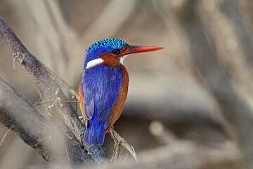 Malachite kingfisher (Corythornis cristatus)