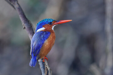 Malachite kingfisher (Corythornis cristatus)