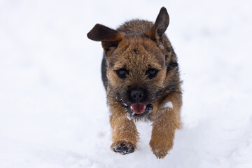 Cute border terrier puppy running in the snow.