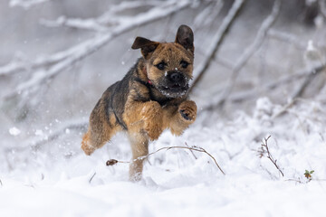 Cute border terrier puppy running in the snow.