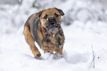 Cute border terrier puppy running in the snow.