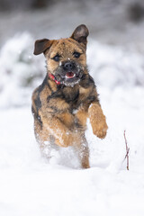 Cute border terrier puppy running in the snow.