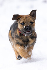 Cute border terrier puppy running in the snow.