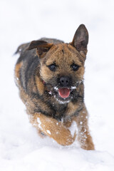 Cute border terrier puppy running in the snow.