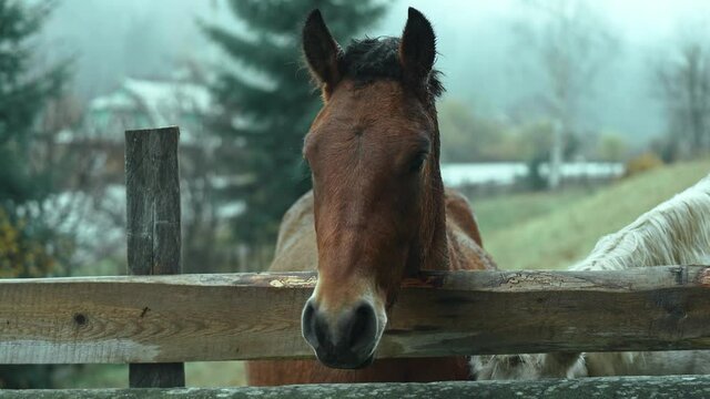 close up horse head. brown horse stands close to wooden fense, looking at camera. stallion at countryside at cold rainy autumn day outdoors in green field on forest background. farm animals in village