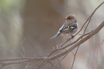 bird chaffinch