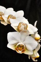 Naklejka na ściany i meble Phalaenopsis white orchid