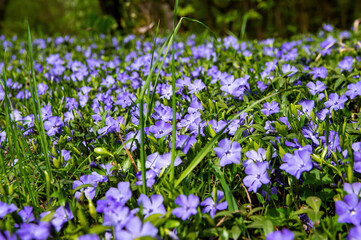 Obraz na płótnie Canvas Lilac flowers of blooming forest violets with green leaves. Blooming period. Purple violet. Forest flowers. Spring season. Sunny spring day. Wild plants in nature. Background image.