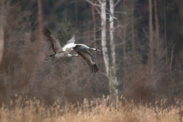 crane