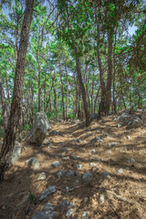 coniferous forest in the mountains of turkey