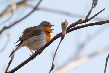 robin