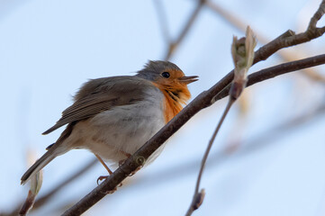 robin