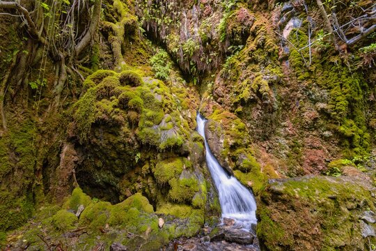 Enchanted forest of the higueral in Pozo Alcon