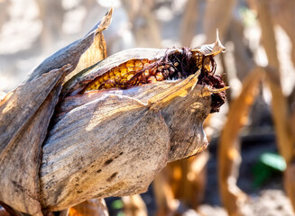 Dried maize field in summer. Dried maize corn with leaves