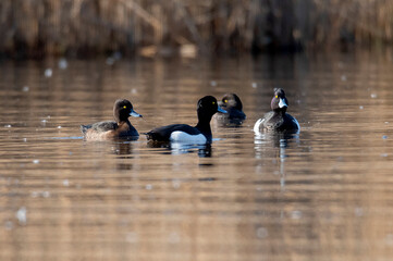 tufted duck