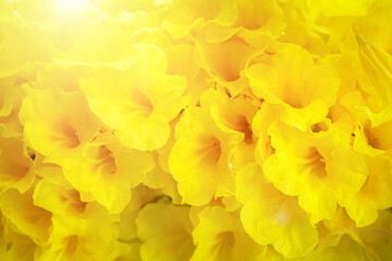 Yellow elder, Trumpetbush, Trumpetflower, yellow flowers background.  