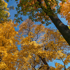 Sunshine daylight illuminates yellow tree crowns, yellow autumn foliage background