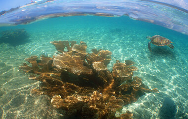 coral reef , caribbean sea , turtle