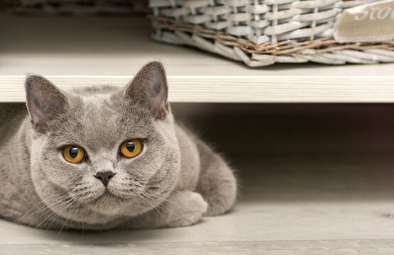 A close-up portrait of a British shorthaired pedigree cat lying under a curbstone on a laminate flooring. Looking into the camera. Place for your text. Copy-plase. 