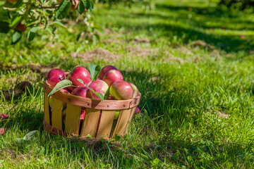 Apple orchard with basket full of apples.