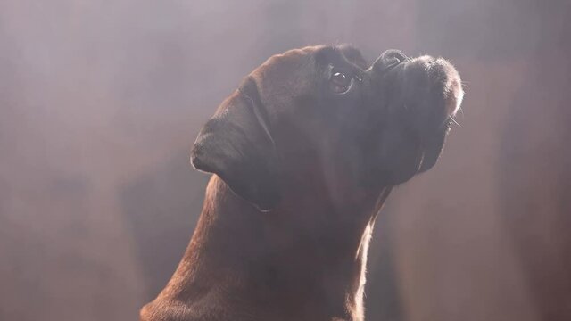 Close up shot on cute boxer dog head, dog is looking up.