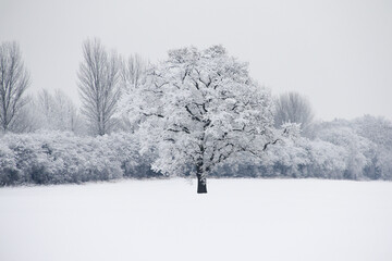 Winter wonderland, beautiful snow covered tree standing alone and proud in snowy field in rural Shropshire and beautiful black and white landscape on a snowy frosty winters day.