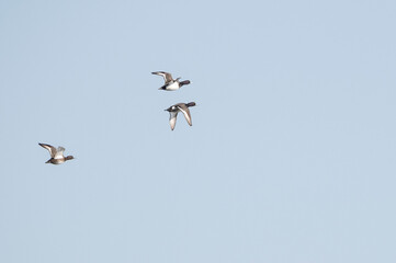 duck
