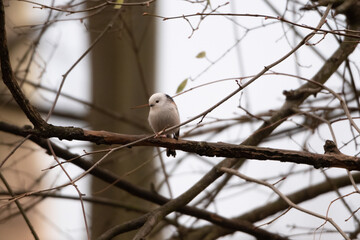 long-tailed tit bird