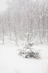 Fototapeta na wymiar spruce tree in deep snow